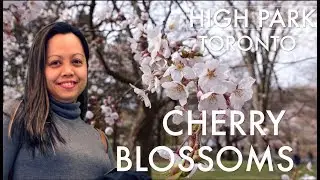Cherry Blossoms at High Park, Toronto Ontario Canada