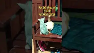 Dudul Menyiksa Baung