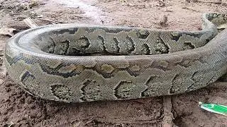 Heavy python at my beekeeping site.