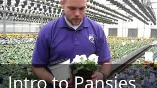 Intro to Pansies at Bell Nursery