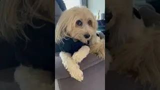 Leg dich niemals mit einem L&ouml;wchen an #leo #dog #pets #cute #l&ouml;wchen #doglife #funny