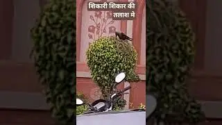 Hunting crow