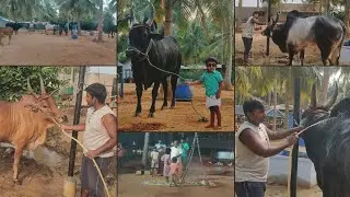 Mattu Pongal || Madu kaluvi || Pongal vachachu || 2024 || Episode - 55