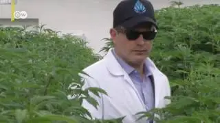 Uruguay realiza primera exportaci&oacute;n de cannabis