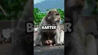Crazy Monkey Facts That'll make you Oh Banana!