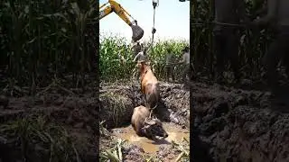 Cow and Buffalo Rescue from Deep Muddy Pit in Maize Field | Army Helicopter & JCB Operation