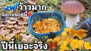 สุดยอด สุดฟิน ทั้งเห็ดเหลือง เห็ดดำ เห็ดมันปูสวีเดนจุดใหญ่ๆรอเราเพียบ เห็ดทรัตเริ่มออก สุดยอดอลังการ