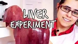 Какую функцию выполняет печень? | Мы, любопытные
