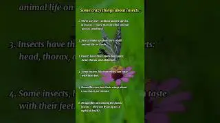 some crazy things about insects