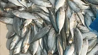 Indian Local Fish Market &ndash; Fresh Seafood Near You भारत का लोकल फिश मार्केट  Mumbai Ka Machhli Bazaar