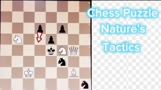 Chess Puzzle Challenge: Nature Theme #chess #nature #travel