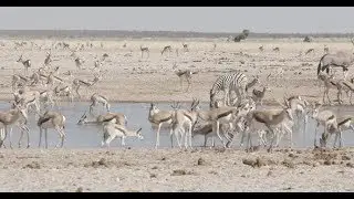 Crowded African Waterhole | Stock Footage - Videohive