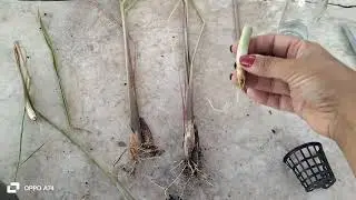 How to grow lemongrass the easy way 