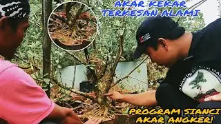 Rahasia program akar sianci/program akar sianci/sianci pecah batang/sianci pecah akar/