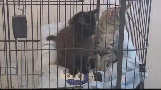Valentine&rsquo;s events to support Belmont County shelter pets