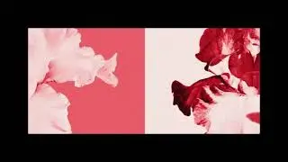 Reppop &ndash; Chalant