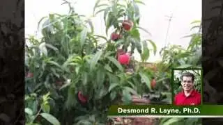 Covered peach growing method in China