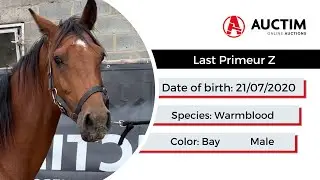 Horse Lot 12 Auction 