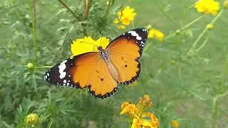 Beautiful Butterfly 