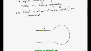 FSc Biology Book2, CH 17, LEC 11  Synapse   Maktab pk