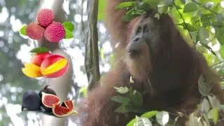 Code Green to Help Orangutans
