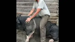 Rodeo practice on a 1000lb hog
