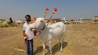 Very beautiful khillari cow for sale
