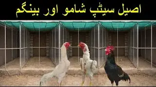 Ultimate Aseel Cock Setup: Shamo Assel & Bengum Assel Rare & Powerful Roosters! بینگم اسیل
