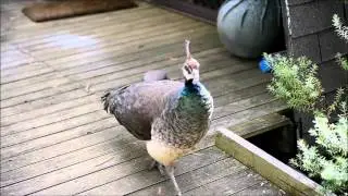 Peahen calling