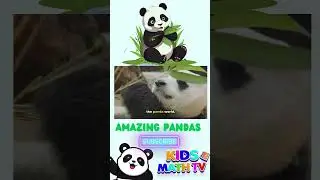Panda Bears | Fun Animals For Kids | Panda Facts