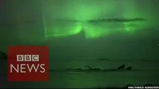 Whales play under the Northern Lights in Norway - BBC News