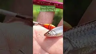 Real Tanago, Tiny Fish in The Palm - Micro Fishing #microfishing #tanagofishing #mancingtanago