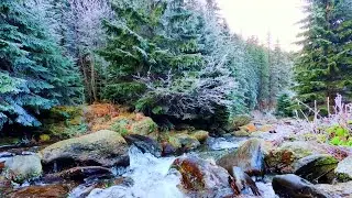 Escape to Winter Wonderland with Mountain Stream in Snowy Forest Video