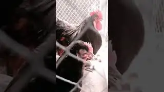 Most Beautiful Chickens in world | Fancy birds Black Heavy Cochin | Muhammad Nabina | Vets and Pets