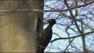 Sielmanns heimische Tiere - Der Schwarzspecht