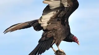 SCIENTIFIC NAME : TURKEY VULTURE