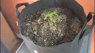 FC-E4800 Mars Hydro Series.Transplanting sickly seedlings, how to make them Healthy #marshydroreview
