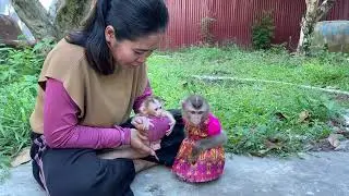 Good Mommy Take Newborn Baby Monkey And Sis Linda To Get Milk Outdoor