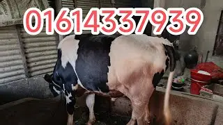 বিক্রি হবে📢 ফ্রিজিয়ান ষাঁড় গরু, খামার উপযোগী একটি গরু।২০২৬ সালের কুরবানীর ঈদেও বিক্রি করতে পারবেন।