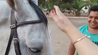 دورة شابة في مركب الأحصنة و الفروسية بوهران🤩🐎🐴