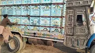 ماشاءاللہ بہت خوب صورت ہیں اور امیر فارم پر فیڈز خالی
