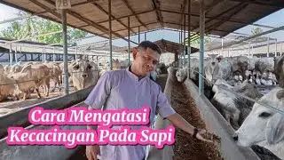 How to Treat Worms in Cattle