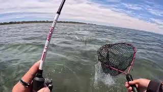 Estuary whiting action on surface lures