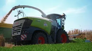 ENSILAGE de MISCANTHUS 2021 | Sprl Leloup | LesBFagri's