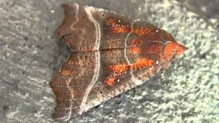 The Herald Moth (Noctuidae: Scoliopteryx libatrix)