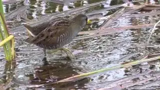 Sora rail. SPI Birding and Nature Center