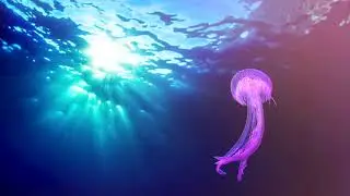 Universal Solution - Osheen