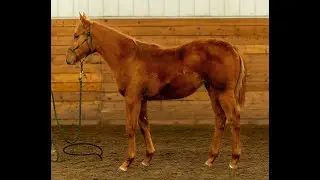 Fasig-Tipton January Digital Sale Hip 48, Yearling Filly out of Mizzen Beau