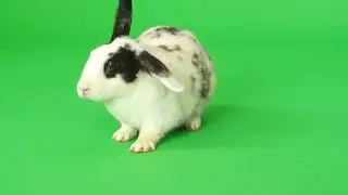 Rabbit on green screen 4K footage
