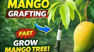 How to Graft a mango plant successfully | Mango Grafting For Free | Aam ke plant ko kalam kare free
